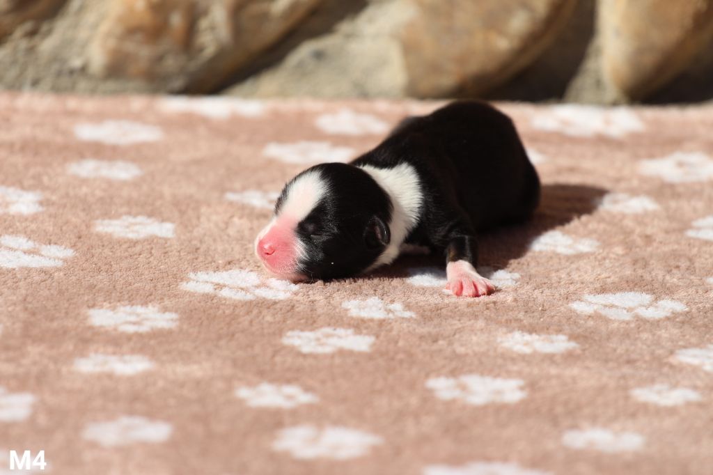 Claire Cantagrel - Chiots disponibles - Berger Américain Miniature 