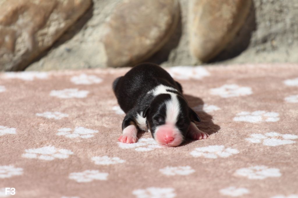 Claire Cantagrel - Chiots disponibles - Berger Américain Miniature 