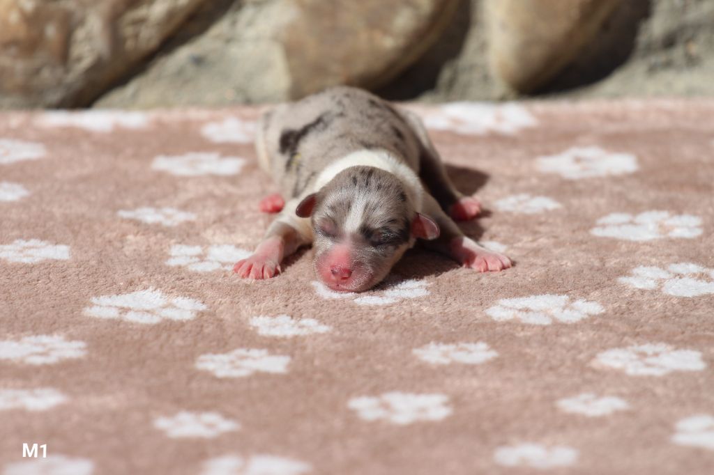 Claire Cantagrel - Chiots disponibles - Berger Américain Miniature 