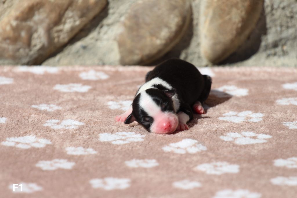 Claire Cantagrel - Chiots disponibles - Berger Américain Miniature 