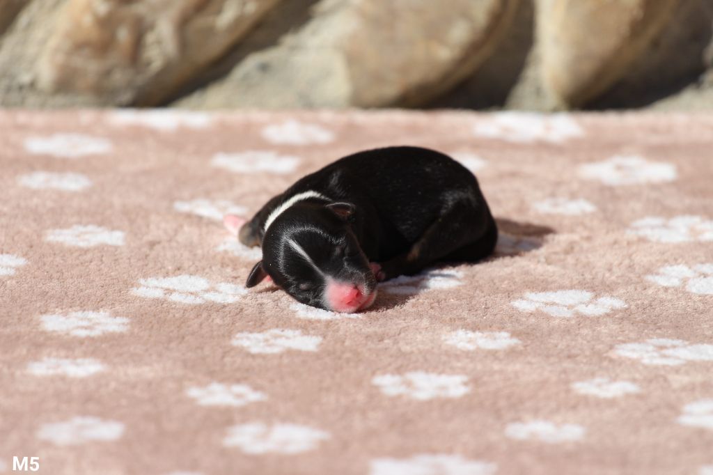 Claire Cantagrel - Chiots disponibles - Berger Américain Miniature 