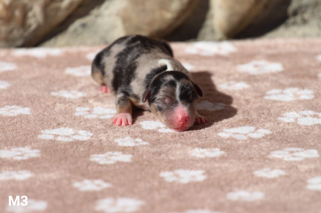 Claire Cantagrel - Chiots disponibles - Berger Américain Miniature 