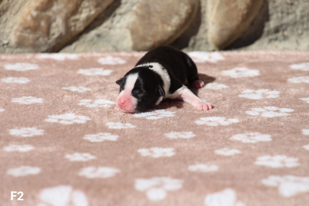 Claire Cantagrel - Chiots disponibles - Berger Américain Miniature 
