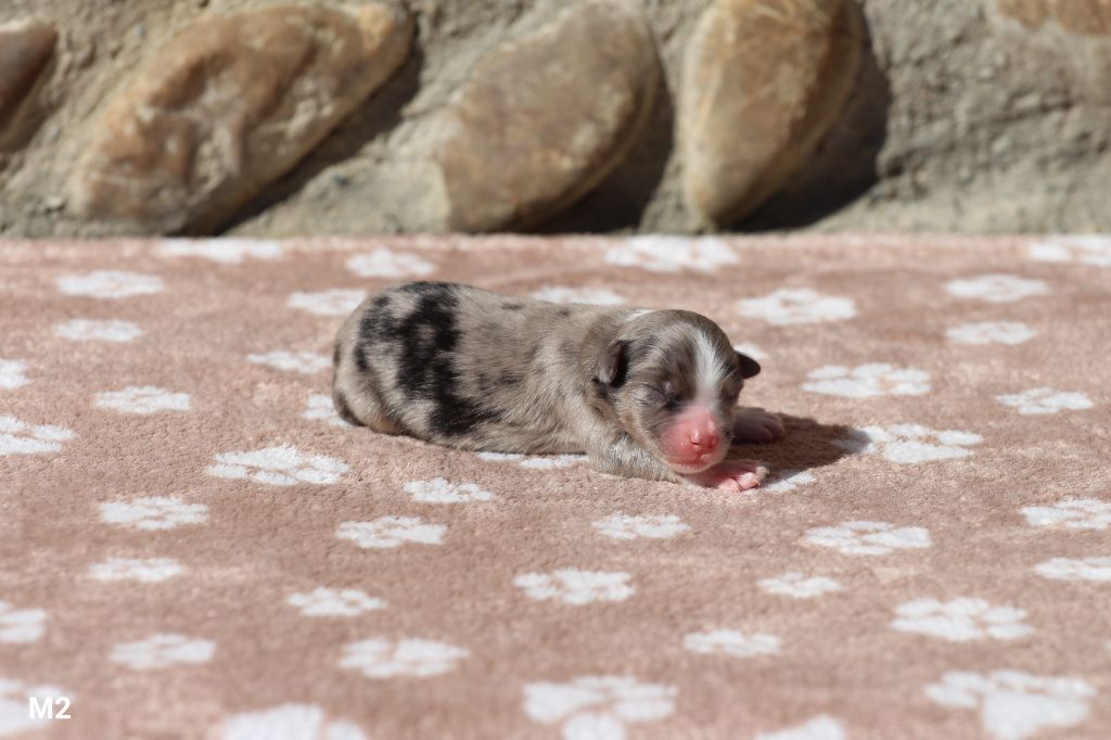 Claire Cantagrel - Chiots disponibles - Berger Américain Miniature 